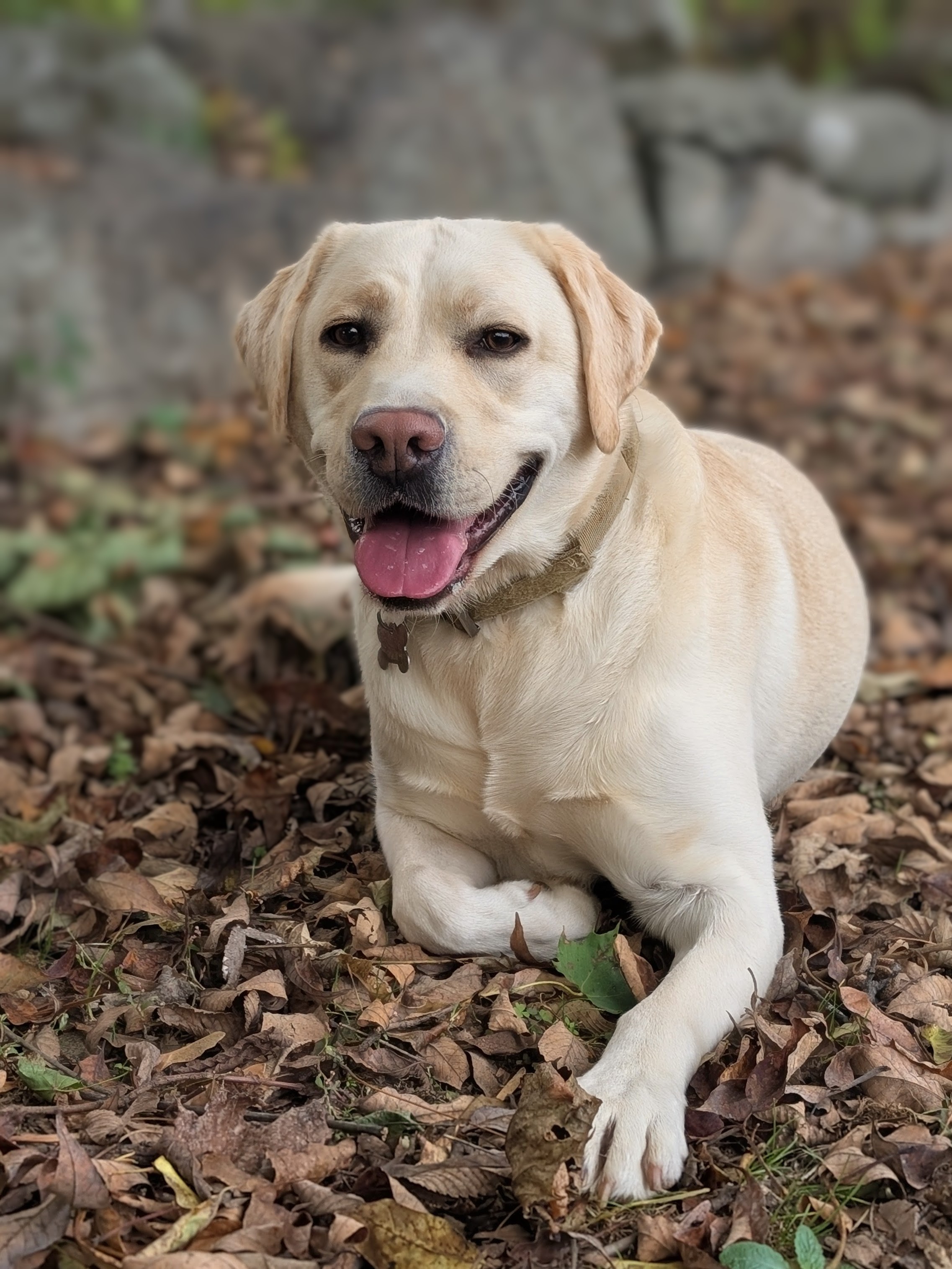 Elvis - Chief Canine Officer